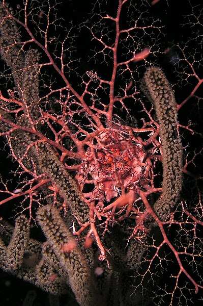 File:Basket Star Echinoderm (50672528223).jpg