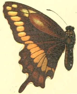 <i>Battus zetides</i> Species of butterfly