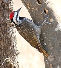 Male in Tanzania Bearded Woodpecker (Chloropicus namaquus) male.jpg