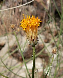 Bebbia juncea var aspera 3.jpg