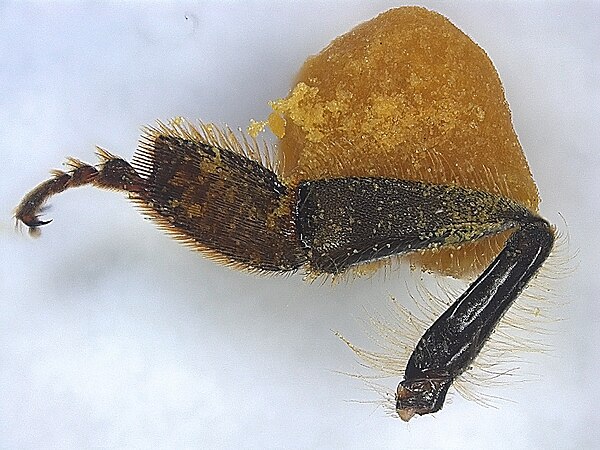 Hind leg of a honey bee with pollen pellet stuck on the pollen basket or corbicula. When the worker bee is collecting pollen, their legs make the tran