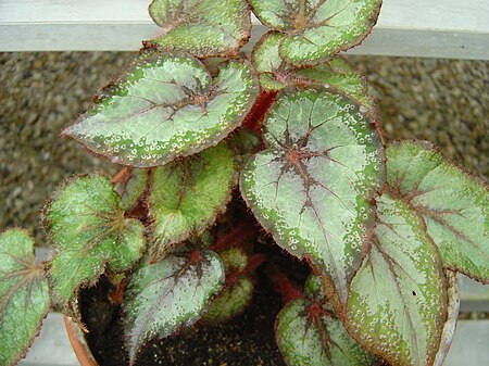 Tập_tin:Begonia_rex2.JPG