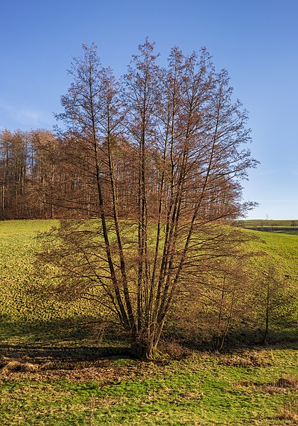 File:Beilstein - Etzlenswenden - Kirschenklingenbach - Erlengruppe (1).jpg