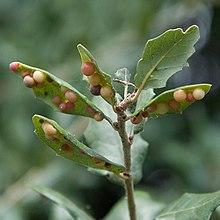 Leaf galls caused by Belonocnema kinseyi Belonocnema kinseyi galls.jpg