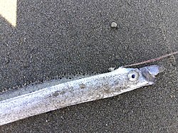 Benham's streamerfish