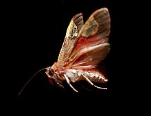 The tiger moth (Bertholdia trigona) can jam bat echolocation. Bertholdiatrigona.jpg