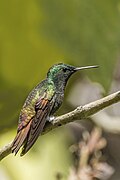 Saucerottia beryllina (Berylline hummingbird) showing back feathers