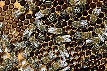 Panal de abejas domésticas con huevos y larvas en las celdillas