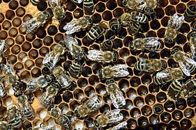 Honeybees on brood comb with eggs and larvae in cells