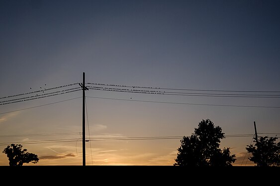 Birds roosting on power lines at sunset