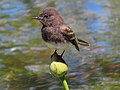 Thumbnail for File:Black Phoebe-1.jpg