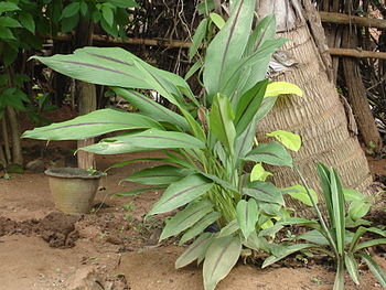 Black Turmeric