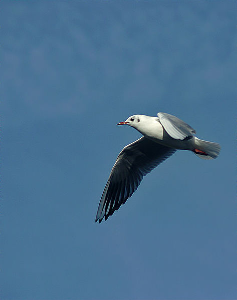 File:Black headed Gull (3).jpg