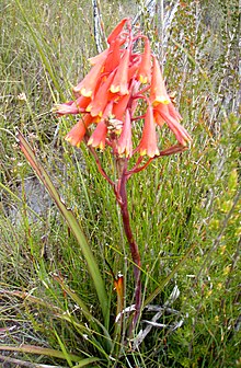 Blandfordia Punicea - Arthur Plains، Tasmania.jpg