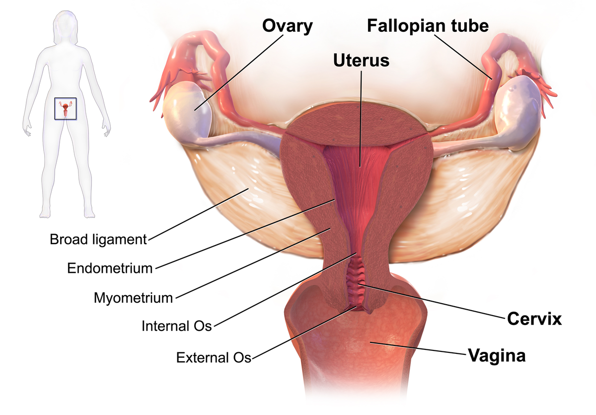 Vaginal cysts: symptoms, causes, prevention, diagnosis, treatment