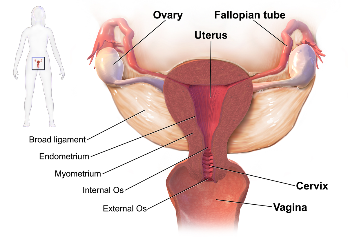 Pelvic inflammatory disease - Wikipedia