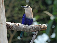 Roller, Blue-bellied Coracias cyanogaster