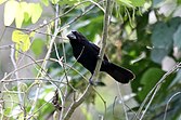 Biru-hitam Grosbeak (Cyanocompsa cyanoides) (7264648726).jpg