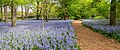 Image 1Bluebells in the Brooklyn Botanic Garden