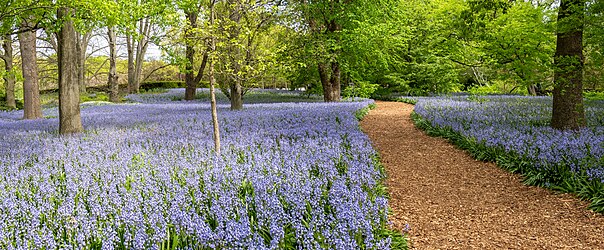 Bluebells in a botanical garden