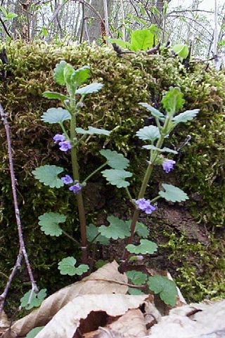 <i>Glechoma</i> Genus of flowering plants in the mint and sage family Lamiaceae