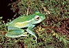 Boophis luteus septentrionalis01.jpg