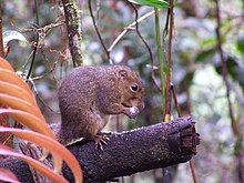 Sundasciurus tenuis nella foresta del monte Kinabalu.