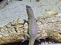 Description de l'image Bosc's fringe-toed lizard (Acanthodactylus boskianus), Zoo Berlin Aquarium - 10 August 2017.jpg.