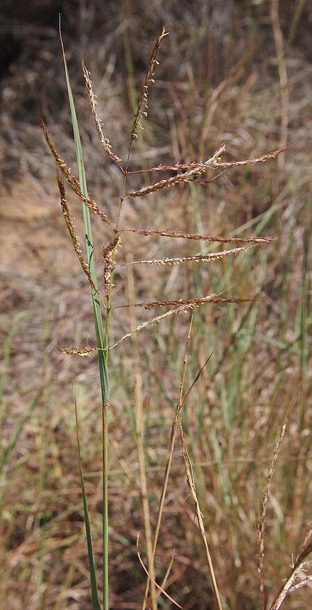 Bothriochloa ewartiana