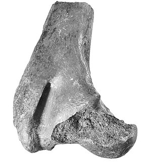 <i>Brachalletes</i> Extinct genus of marsupials