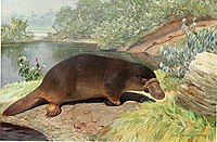 A painting of a platypus on the dirt shores of a lake surrounded by low-lying vegetation and grass