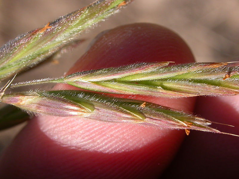 File:Bromus porteri (3877213514).jpg