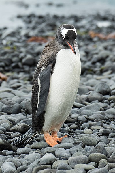 File:Brown Bluff-2016-Tabarin Peninsula–Gentoo penguin (Pygoscelis papua) 02.jpg