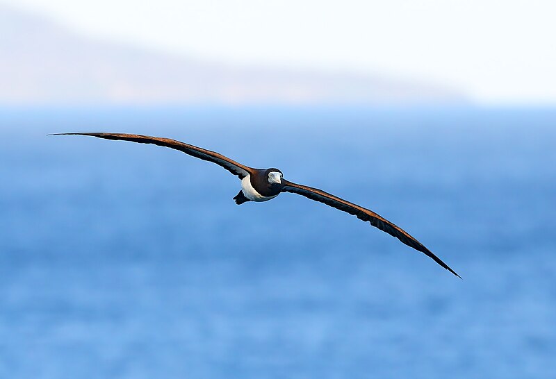 File:Brown Booby - Sula leucogaster.jpg