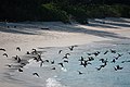 Brown Noddy Sand Island Midway Atoll 2018-12-09 14-44-06 (46571075224).jpg