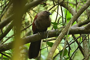 Brown coucal.JPG