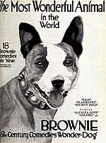 Thumbnail for Brownie the Wonder Dog