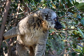 Bruine maki (Eulemur fulvus)