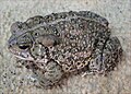 Woodhouse's Toad, Bufo woodhousii