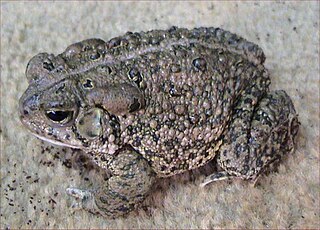 <i>Anaxyrus</i> Genus of true toads in the family Bufonidae.