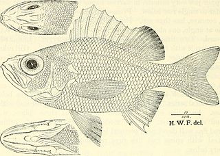 Blackthroat seaperch Species of fish