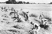 RAD-arbeidere hjelper til med kornhøsten i Øst-Preussen juli 1938. Foto: Deutsches Bundesarchiv