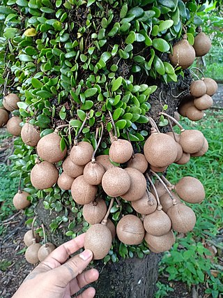 <i>Stelechocarpus burahol</i> Species of fruit and plant