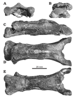 Burkhant azhdarchid 3th cervical vertebra.png