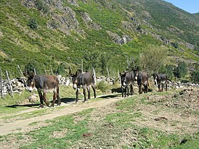 keledai di jalan gunung