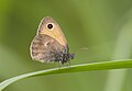 Butterfly Small Heath - Küçük Zıpzıp Perisi - Coenonympha pamphilus.jpg