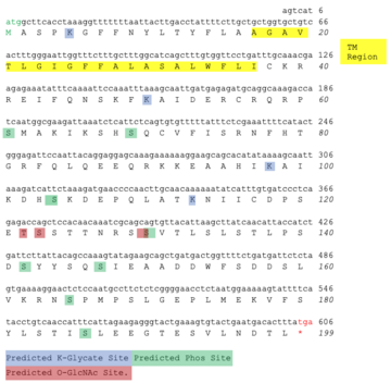 Sequence showing predicted post-translational modifications on the C1orf185 protein. C1orf185 p t m.png