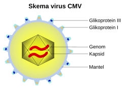 Selubung Virus