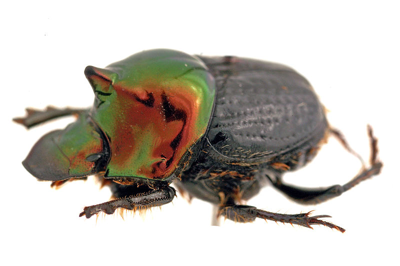 File:CSIRO ScienceImage 1149 Onthophagus dandalu.jpg