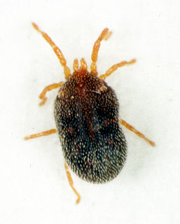 <i>Balaustium medicagoense</i> Species of mite